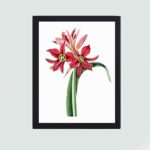 Enchanting beauty of the Amaryllis aulica in this vintage art print,displayed on a grey wall with black frame