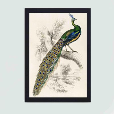 Infidu The Naturalists Library by Sir William Jardine (1836), a majestic male peafowl portrait in high resolution Reproduced Art V1-559