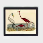 A stunning piece from Alexander Wilson's "American Nature Literature and Illustration",framed and placed on the wall