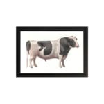 Vintage black and white cow wall art in clean, minimalist style with white background. hung on the wall