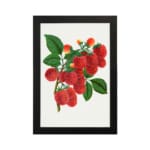 Vintage wall art of red lychee fruits on a branch with green leaves, framed in black on a white background. hung on the wall