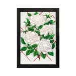 Vintage art of white roses with green leaves and red geometric background, framed for classic elegance. hung on the wall