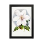 Vintage wall art of a white flower with soft purple hues and green leaves, framed in black. hung on the wall