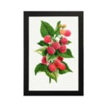 Vintage wall art of ripe red and pink raspberries with green leaves on a white background, framed in black. hung on the wall