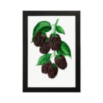 Infidu Dark Berry Cluster Botanical Vintage Wall Art with dark berries and green leaves framed in black. hung on the wall