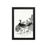 Black and white vintage illustration of two peacocks standing near plants with detailed linework and shading. hung on the wall