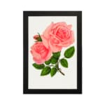 Vintage pink rose wall art with two full-bloom roses and green leaves on white background. hung on the wall