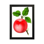 Vintage red apple wall art with green leaves on a white background. hung on the wall