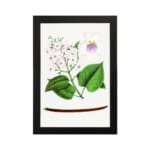 Vintage botanical wall art with soft pink and purple flowers and green leaves on a white background. hung on the wall