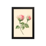 Infidu vintage wall art with two pink rosebuds and green leaves on a cream background in a black frame. hung on the wall