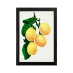 Vintage art of four yellow lemons with green leaves on a white background, framed in black. hung on the wall