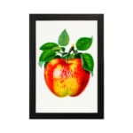 Vintage apple wall art featuring a red, yellow, and green apple with green leaves on a white background and a black frame. hung on the wall
