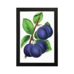 Vintage botanical art of ripe purple plums on a branch with green leaves on a white background. hung on the wall