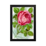 Infidu vintage wall art with a pink rose in full bloom and green leaves on a soft watercolor background. hung on the wall
