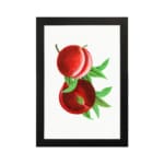 Vintage wall art featuring ripe red peaches with green leaves and a clean white background. hung on the wall