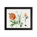 Vintage botanical wall art with orange peony, yellow and purple iris, and green leaves, featuring small insects, framed in black. hung on the wall