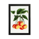 Vintage wall art of red and yellow cherries on a branch with green leaves in a black frame. hung on the wall