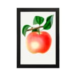 Vintage botanical wall art of a ripe peach with green leaves on a white background. hung on the wall