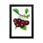Vintage wall art with ripe red cherries and green leaves on a white background. hung on the wall