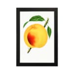 Ripe golden peach with green leaves on a white background, vintage wall art. hung on the wall