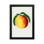 Vintage botanical wall art print of a ripe peach with green leaves on a white background. hung on the wall