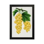 Vintage art of golden yellow grapes and green leaves on a vine in botanical illustration style. hung on the wall