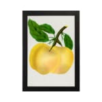 Vintage botanical wall art of a golden yellow fruit with green leaves on a white background. hung on the wall
