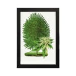 Vintage botanical wall art of a green plant with two distinct leaf types on a white background. hung on the wall