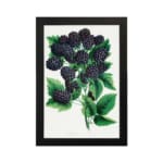 Vintage wall art print of ripe blackberries with green leaves on a white background in classic botanical style. hung on the wall