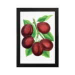 Infidu vintage wall art print of deep red plums with green leaves on a white background in classic botanical illustration style. hung on the wall