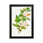 Vintage botanical wall art showing white flowers with pink petals and green leaves on a brownish-red stem against a white background. hung on the wall