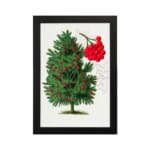 Botanical illustration of a red berry tree with green leaves and vivid red berries on a white background. hung on the wall