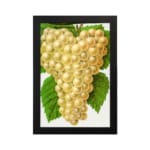 Vintage art of golden yellow grapes with green leaves on a white background. hung on the wall