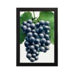 Vintage botanical wall art showing dark purple grapes with green leaves on a white background. hung on the wall