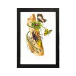 Vintage art featuring a wild nature-inspired scene with a spider, butterflies, and green leaves on a piece of bark, framed in black. hung on the wall