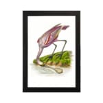 Pink bird bending near water with grass and earthy background in vintage style. hung on the wall
