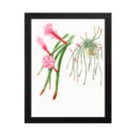 Vintage botanical wall art featuring cactus-like plants and air plants with pink flowers, framed in black for a clean, natural look. hung on the wall