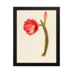 Vintage cactus flower wall art with a red bloom, pink bud, and green cactus stem on a light beige background, framed in black. hung on the wall