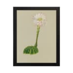 Vintage wall art with a round green cactus and a tall white flower with pink and yellow accents, on a beige background, framed in black. hung on the wall