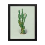 Vintage wall art of a green plant with small leaves, set against a soft light cream background, framed in black. hung on the wall