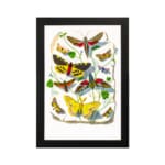 Vintage wall art featuring a collection of colorful butterflies and moths with intricate wing patterns, resting on leaves and twigs. hung on the wall