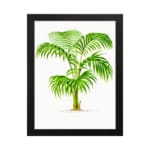Elegant palm plant with detailed green leaves and light brown trunk, framed in black, perfect for nature-inspired vintage wall art. hung on the wall