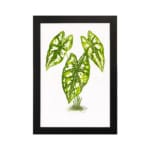 Vintage wall art of a small plant with five heart-shaped green leaves and white spots, framed in black on a plain white background. hung on the wall