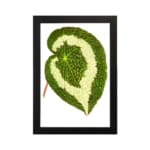 Green leaf with creamy white swirl pattern, detailed texture, on white background, framed in black – Infidu vintage botanical wall art. hung on the wall