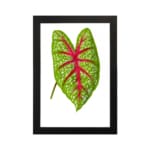 Vintage botanical art of a green leaf with red veins and white spots, framed in black on a plain white background. hung on the wall