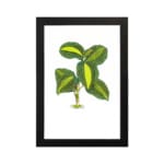 Vintage wall art of a small plant with green and yellow leaves, detailed design on a white background with a black frame. hung on the wall