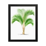 Vintage wall art of a green palm with long leaves and a split trunk framed in black. hung on the wall