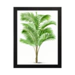 Vintage wall art of a tropical green palm plant with long leaves, set against a white background and framed in black. hung on the wall