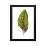 Vintage wall art of a green leaf with bright orange veins and a touch of purple at the base on a white background with a black frame. hung on the wall