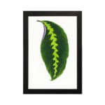 Vintage wall art showcasing a bold green leaf with a yellow-green zigzag pattern and purple edge, framed in black for an elegant finish. hung on the wall